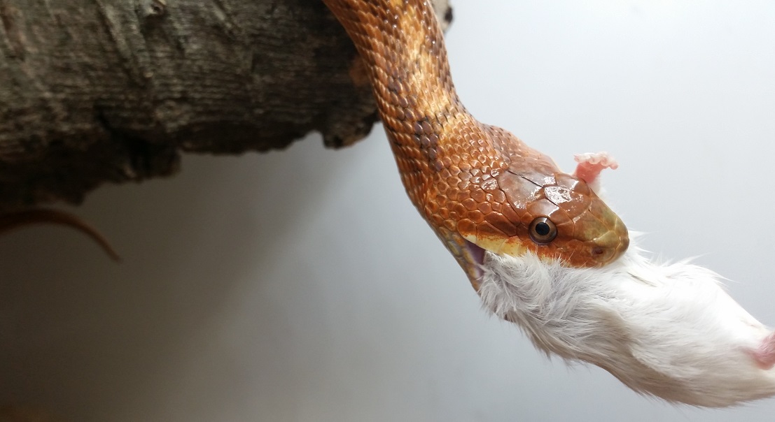 Zweijährige Dionenatter frisst eine Springermaus.