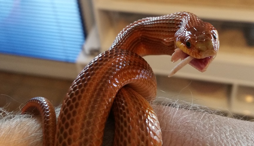 Einjähriges Weibchen frisst eine Speckbabymaus.