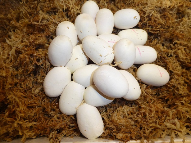 21 Eier in einem Gelege!